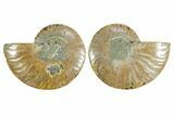 Cut & Polished Crystal-Filled Ammonite Fossil - Madagascar #354149-1